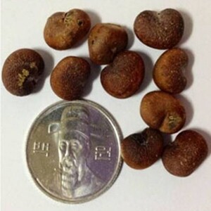 아프리카 바오밥 나무 씨앗 5립 / 종자 희귀씨앗 (1-A)