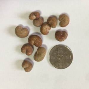 그레고리 바오밥 나무 씨앗 3립 / 종자 희귀씨앗 (1-H)