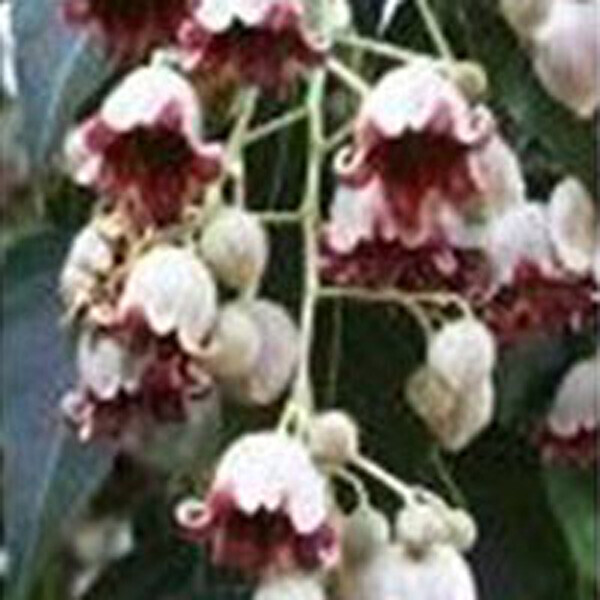 포플러스,병나무 씨앗 5립 / 보틀트리 나무 종자 희귀씨앗 (2)
