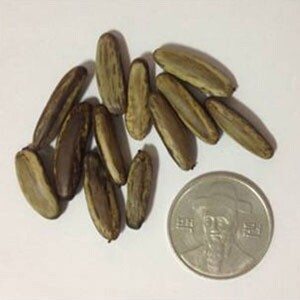 봉황목 씨앗 5립 / 관상수 꽃나무 종자 희귀씨앗 (3)