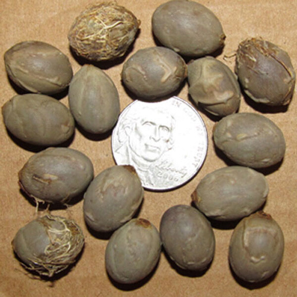 포플러스,주병야자 씨앗 3립 / 보틀팜 야자나무 종자 희귀씨앗 (5)