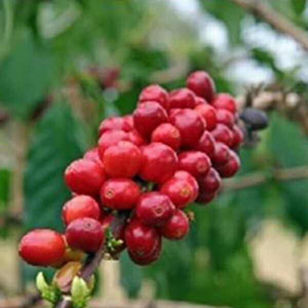 포플러스,코나 커피 씨앗 5립 / 커피나무 원두 (17-C)