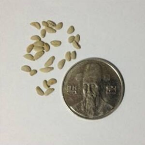홍콩 야자 씨앗 10립 / 우산 나무 종자 희귀씨앗 (48)