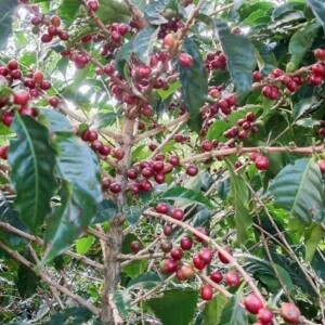 아라비카 커피 카투아이 씨앗 5립 / 커피나무 원두 종자 (17-E)