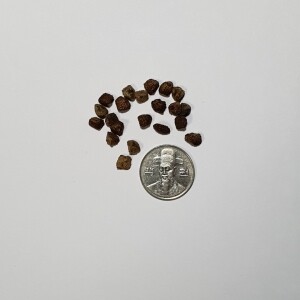 아쿠미나타 바나나 씨앗 5립 / 종자 희귀씨앗 (18-G)