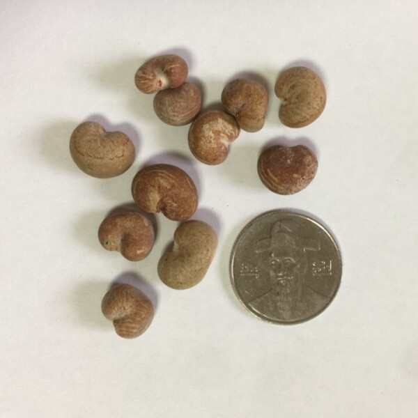 포플러스,그레고리 바오밥 나무 씨앗 3립 / 종자 희귀씨앗 (1-H)