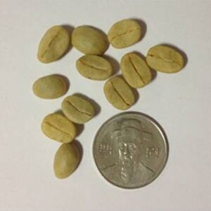 카투라 커피 씨앗 5립 / 커피나무 원두 종자 (17-B)