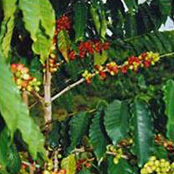 포플러스,코나 커피 씨앗 5립 / 커피나무 원두 (17-C)