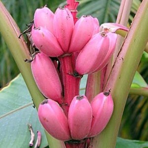 핑크 벨벳 바나나 씨앗 5립 / 미니 품종 종자 희귀씨앗 (18-D)