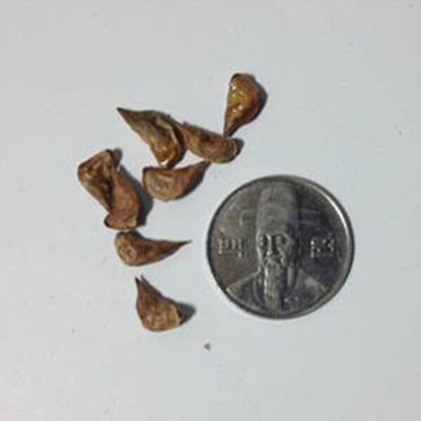 포플러스,백향목 씨앗 5립 / 레바논 삼나무 종자 희귀씨앗 (45)